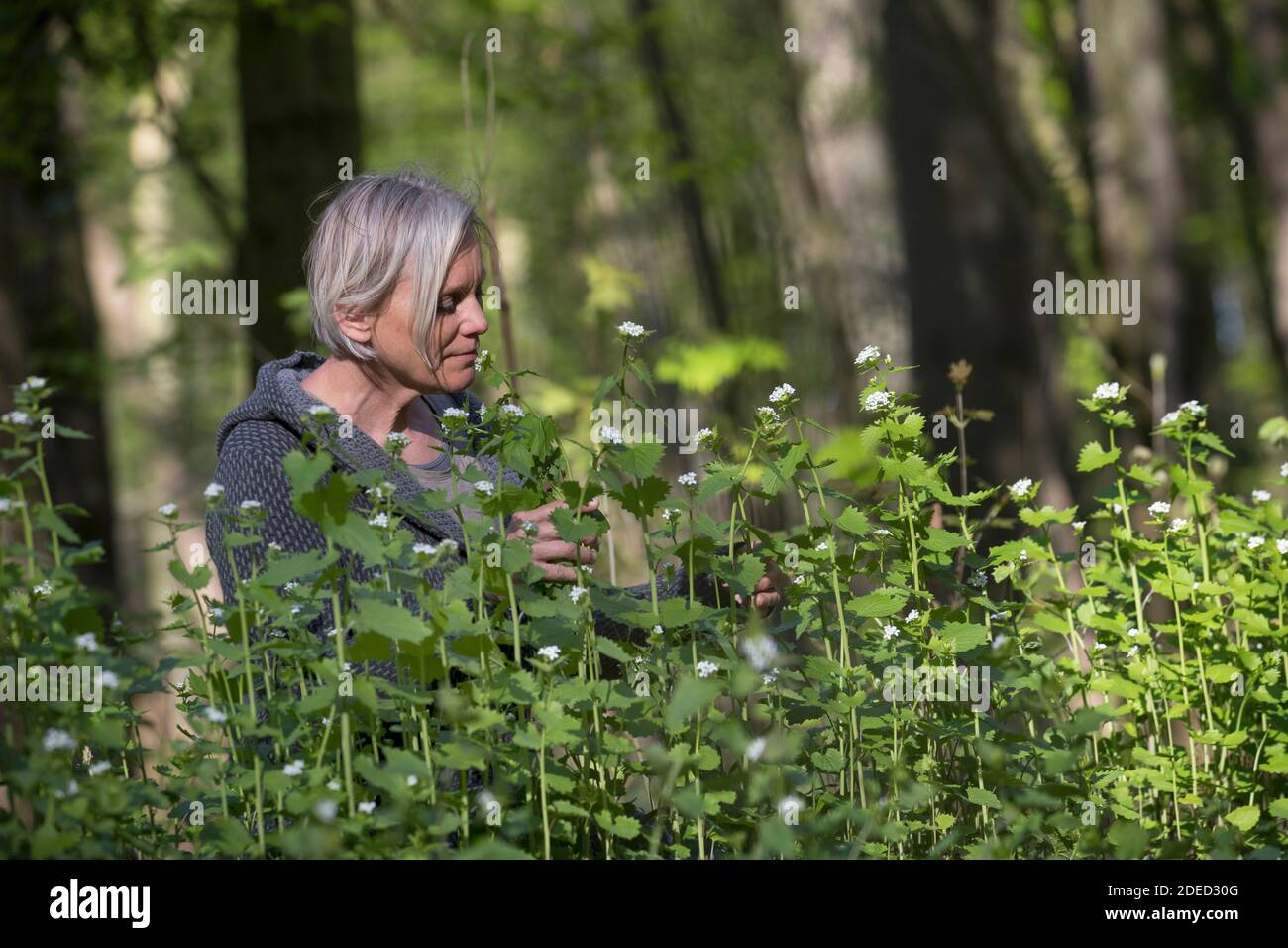 Knoblauchsenf, Heckenbarlic, Jack-by-the-Hedge (Alliaria petiolata), Frau, die Knoblauchsenf im Wald erntet, Deutschland Stockfoto