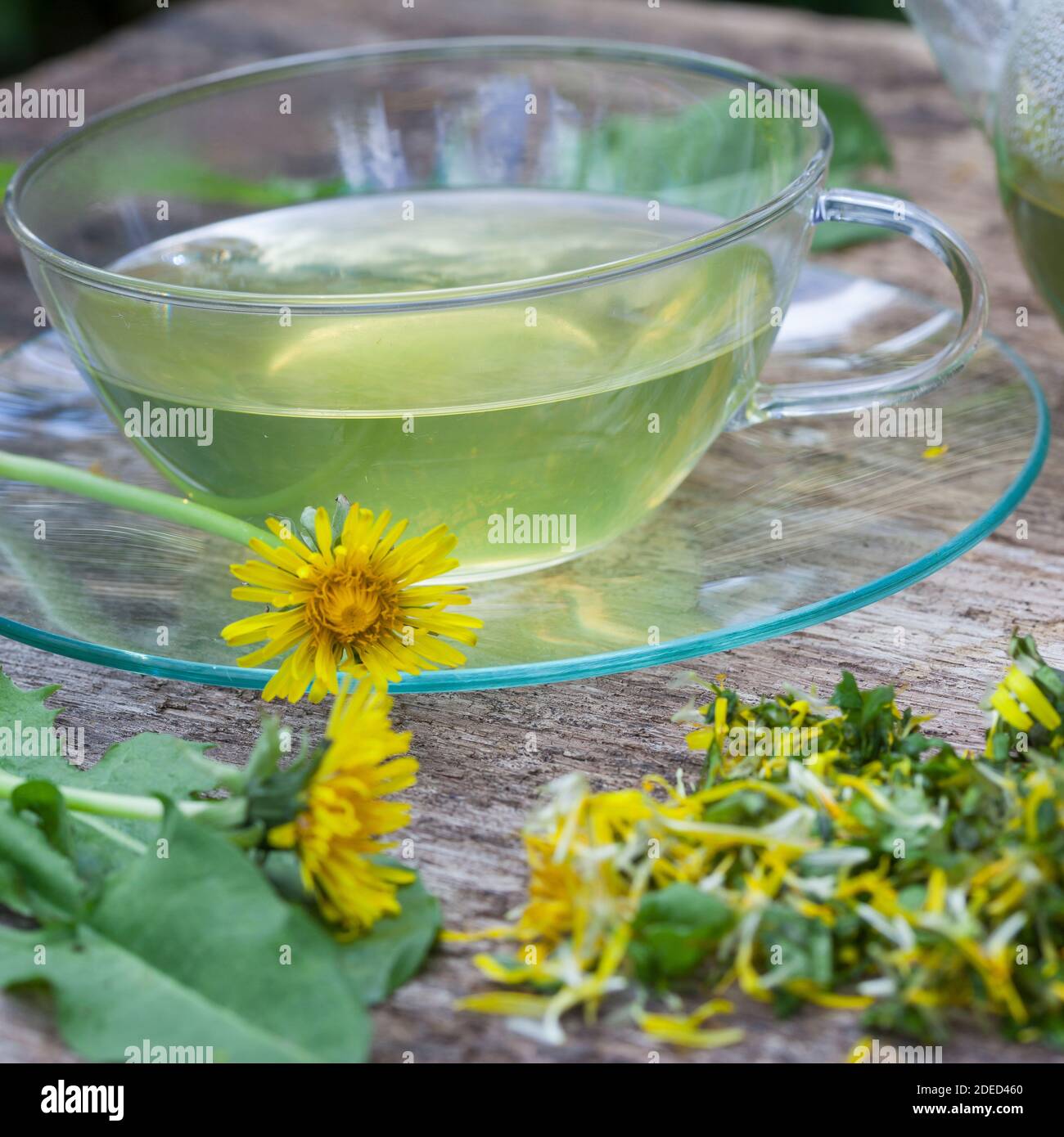 Löwenzahn-Tee, Löwenzahntee, Tee aus Löwenzahnblüten, Heiltee, Kräutertee, Blütentee, Löwenzahnblüten-Tee, Löwenzahn-Blüten, Blüten, Löwenzahn, Wiesen Stockfoto