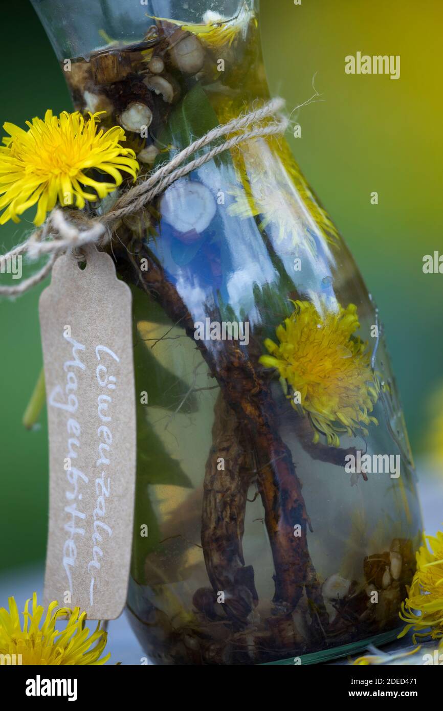 Löwenzahn-Magenbitter, Magenbitter mit Blüten und Wurzel, Wurzeln vom Löwenzahn, Heilschnaps, Schnaps, Kräuterschnaps, alkoholischer Auszug, Tinktur, Stockfoto