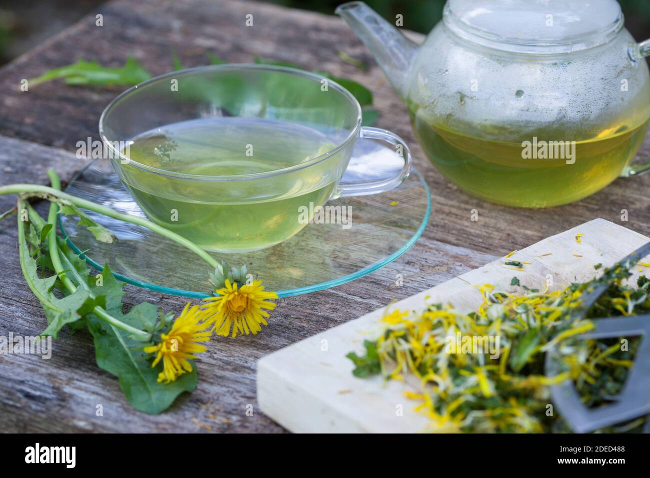 Löwenzahn-Tee, Löwenzahntee, Tee aus Löwenzahnblüten, Heiltee, Kräutertee, Blütentee, Löwenzahnblüten-Tee, Löwenzahn-Blüten, Blüten, Löwenzahn, Wiesen Stockfoto