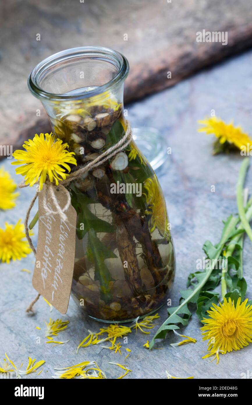 Löwenzahn-Magenbitter, Magenbitter mit Blüten und Wurzel, Wurzeln vom Löwenzahn, Heilschnaps, Schnaps, Kräuterschnaps, alkoholischer Auszug, Tinktur, Stockfoto