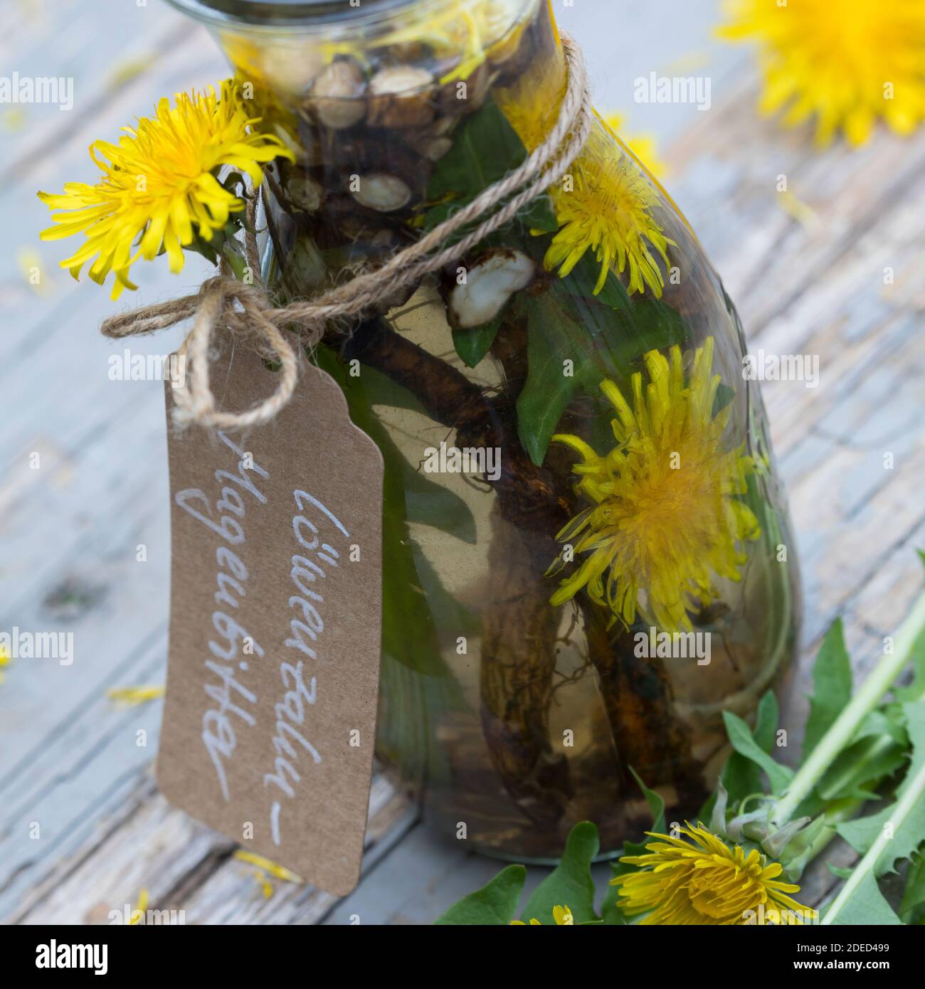 Löwenzahn-Magenbitter, Magenbitter mit Blüten und Wurzel, Wurzeln vom Löwenzahn, Heilschnaps, Schnaps, Kräuterschnaps, alkoholischer Auszug, Tinktur, Stockfoto
