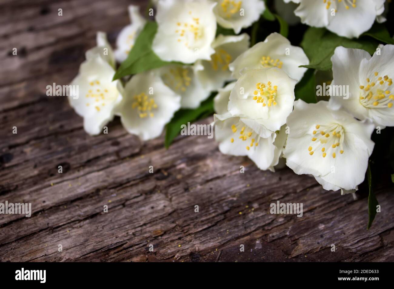 Jasminblüten und Blätter auf braunem Holzbrett Stockfoto