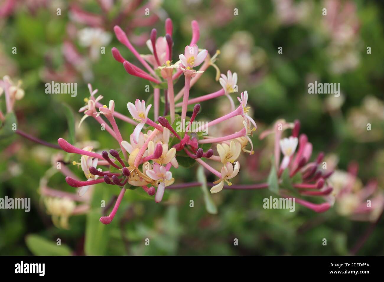 Portugal Pflanzenarten - Lonicera etrusca (Etruskische geißblatt) in der Region Algarve. Stockfoto