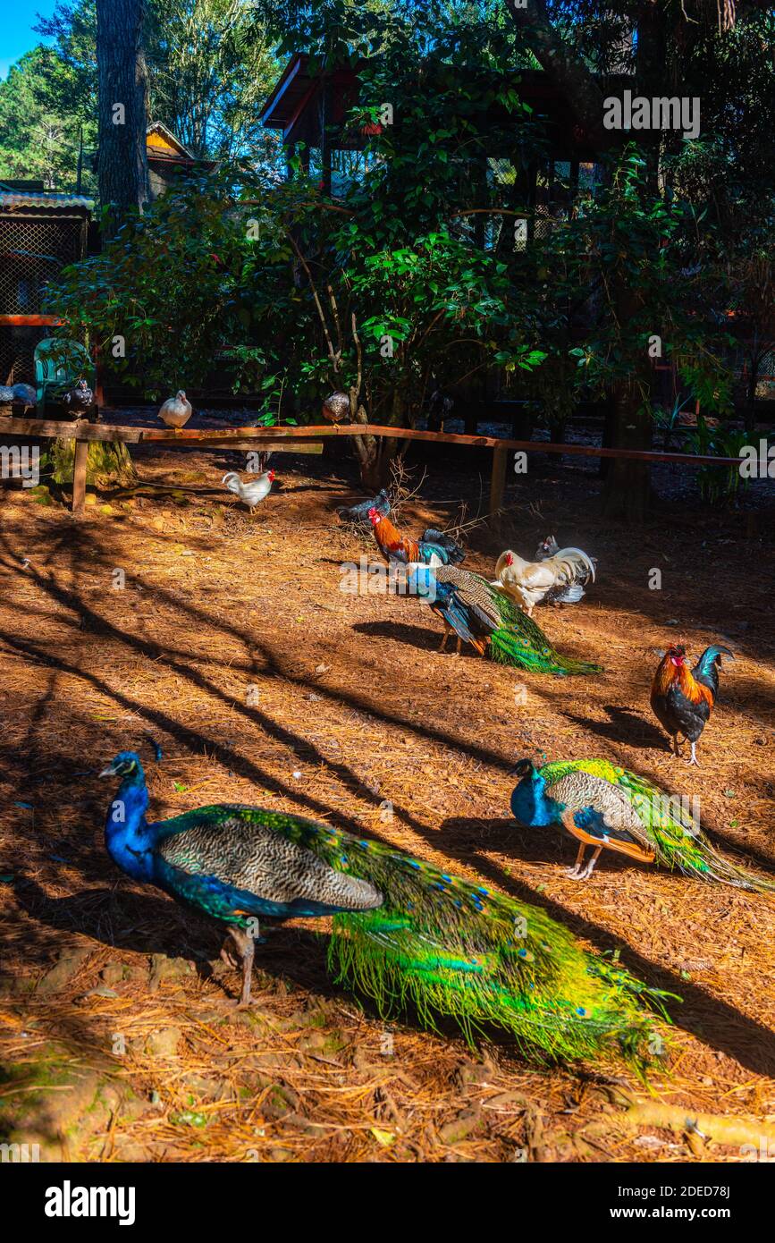 Dorf Montecarlo am Fluss Paraná, Provincia Misiones, Argentinien, Lateinamerika Stockfoto