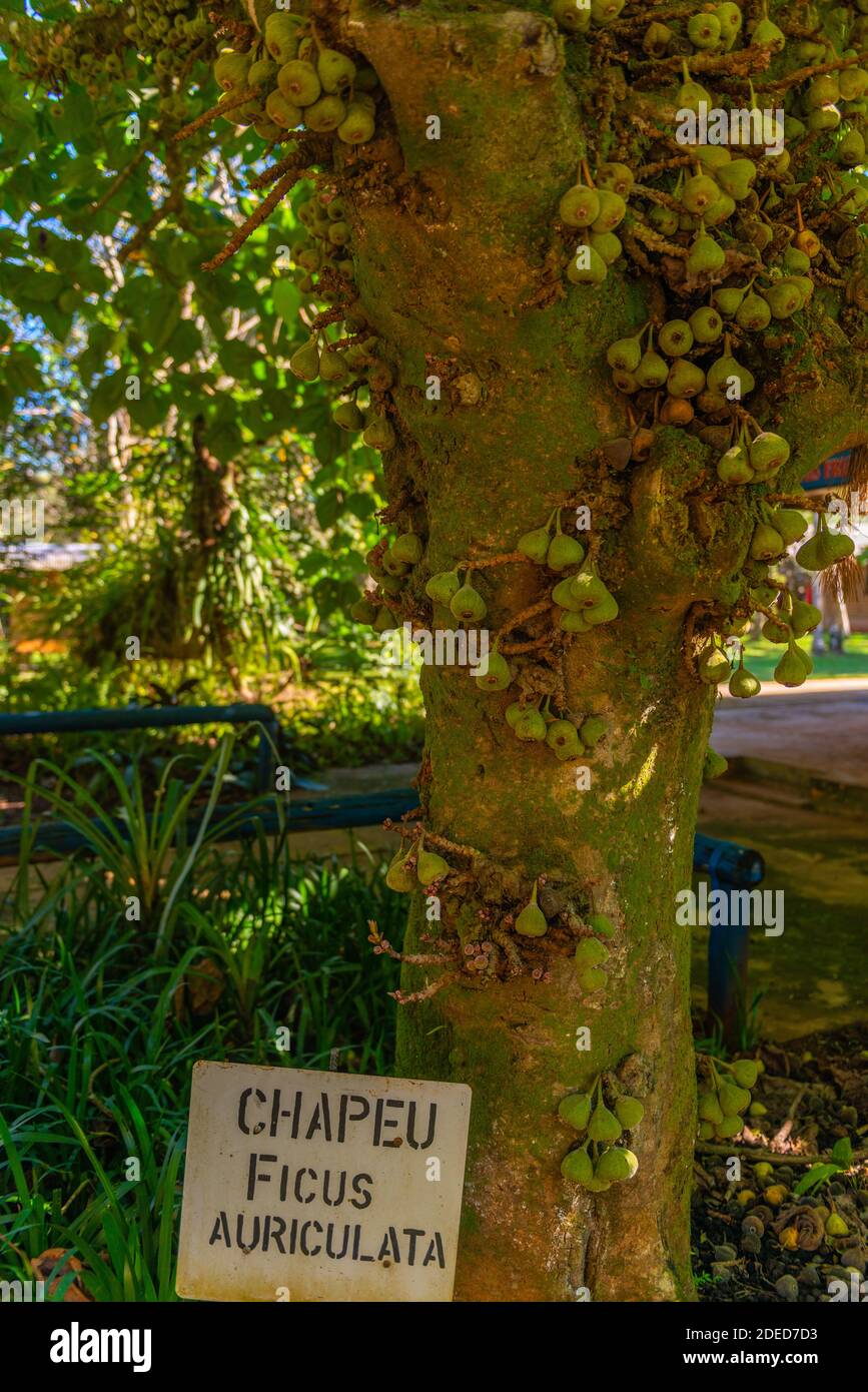 Ficus-Baum in einem privaten Garten im Dorf Montecarlo am Fluss Paraná, Provincia Misiones, Argentinien, Lateinamerika Stockfoto