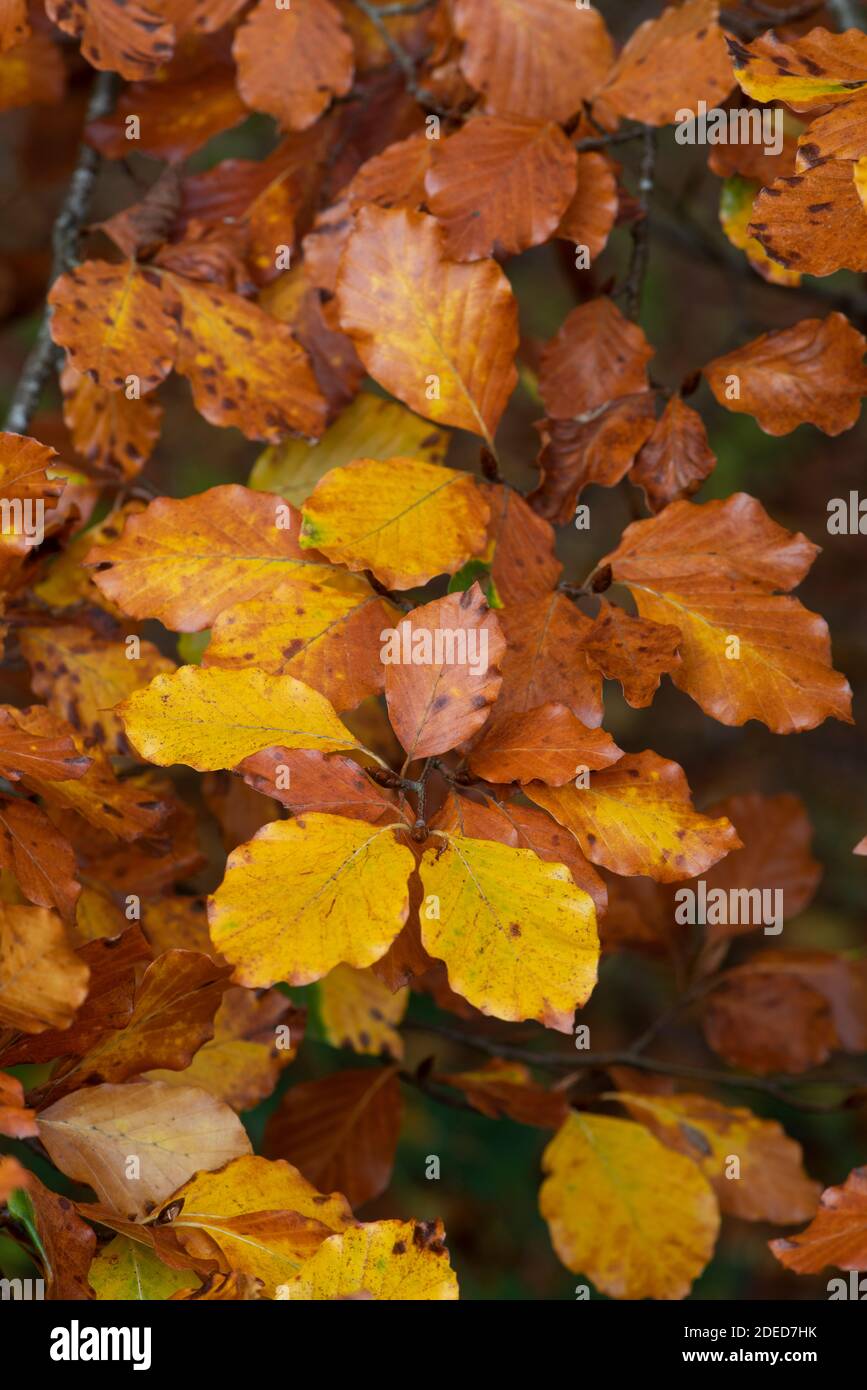 Buche: Fagus sylvatica. Blätter im Herbst Stockfoto