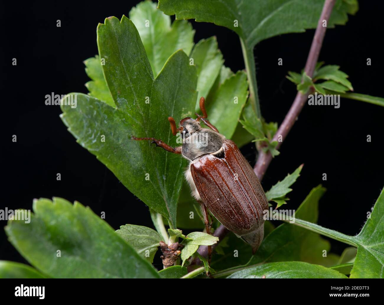 Hahnenkäfer: Melolontha melolontha. Surrey, Großbritannien. (AKA May Bug) Stockfoto