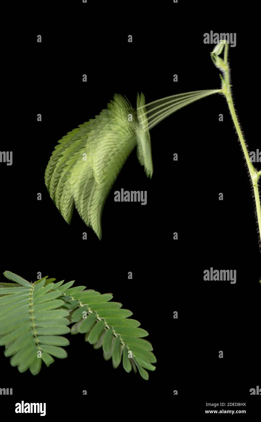 Empfindliche Pflanze: Mimosa pudica. Stroboskopisches Bild, das den Zusammenbruch des Stiels nach Stimulation zeigt. Stockfoto