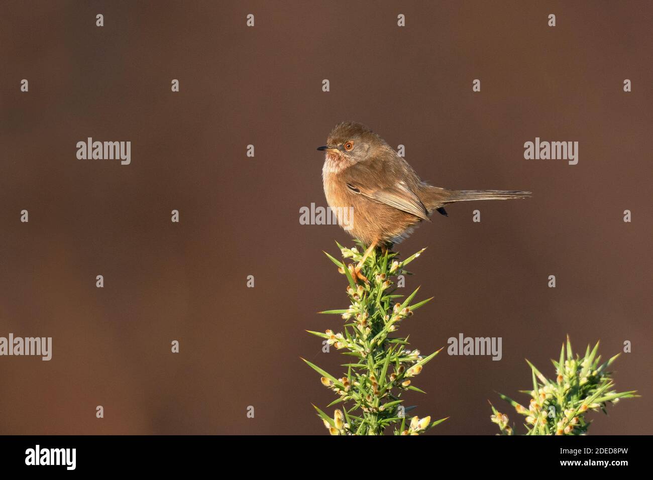 Weibliche Dartford-Waldsänger-Sylvia undata Barches auf gemeinsamen Gorse-Ulex. Herbst Stockfoto