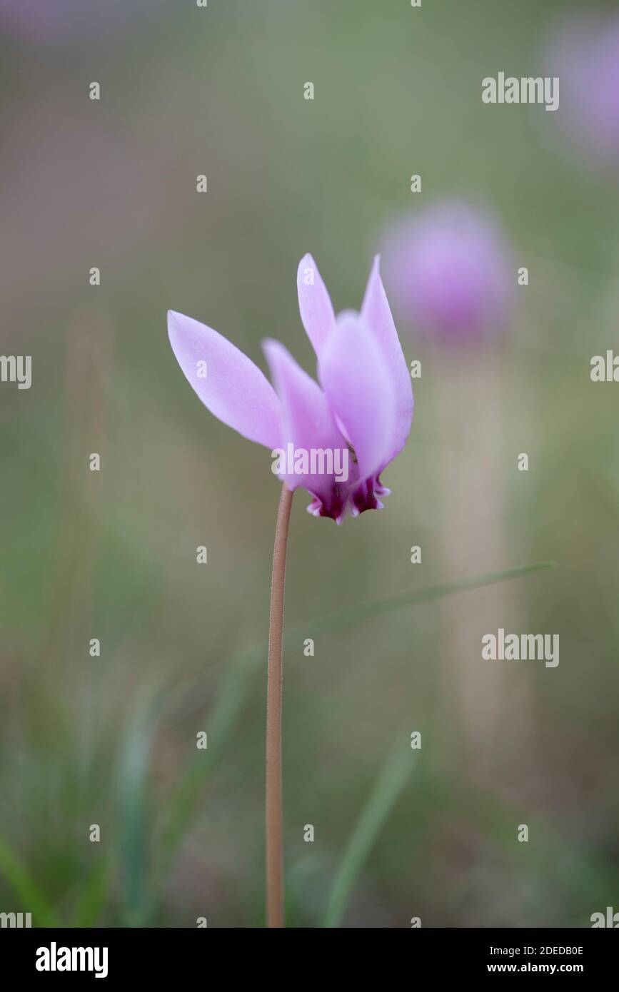 CYCLAMEN HEDERIFOLIUM Stockfoto
