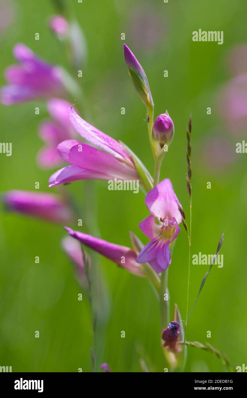 GLADIOLUS COMMUNIS SUBSP BYZANTINUS Stockfoto