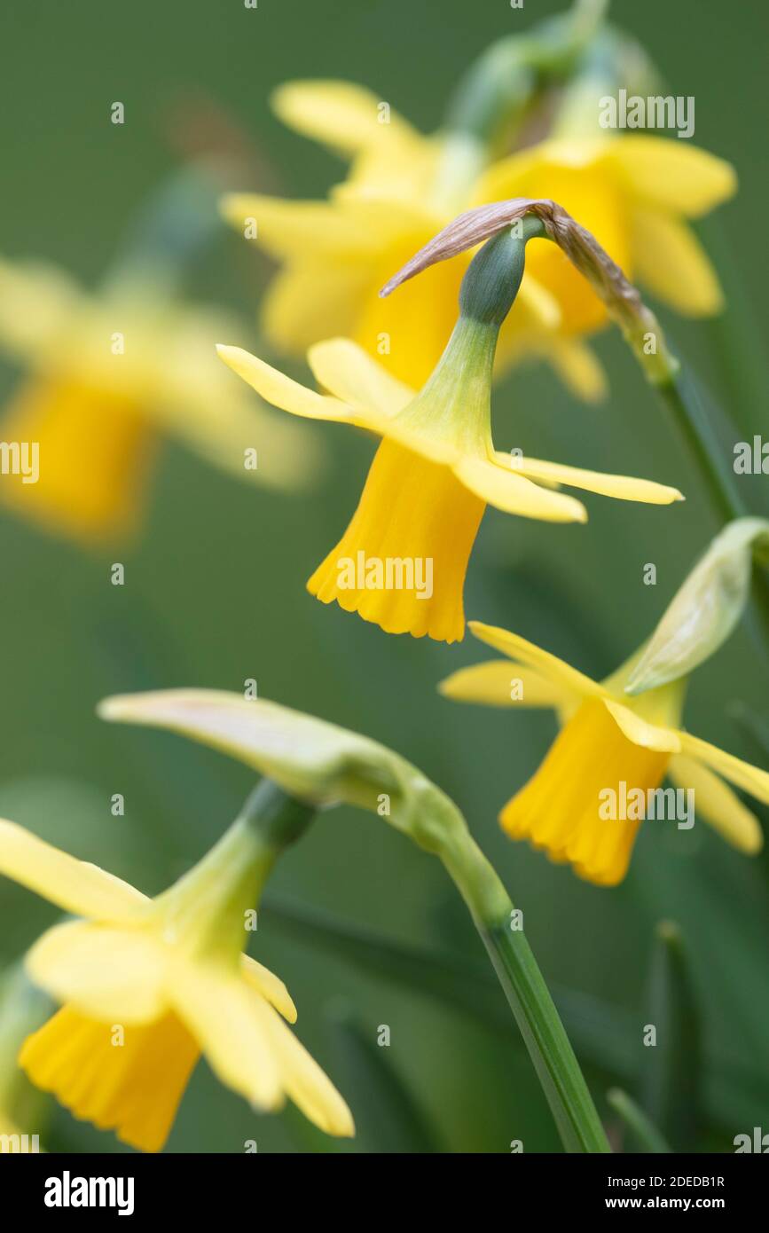 NARCISSUS TETE E TETE Stockfoto