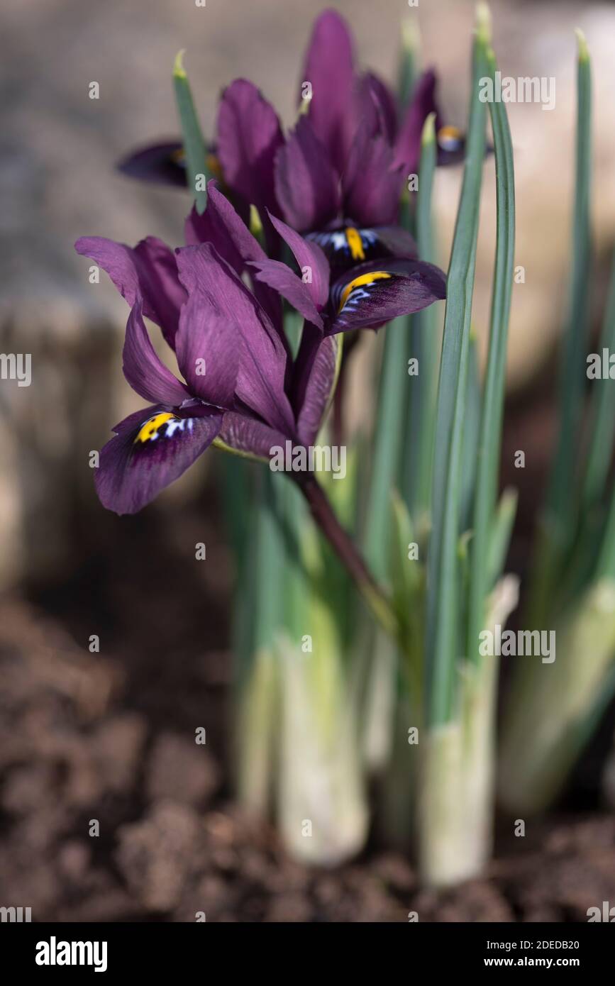 IRIS GEORGE RETICULATA Stockfoto