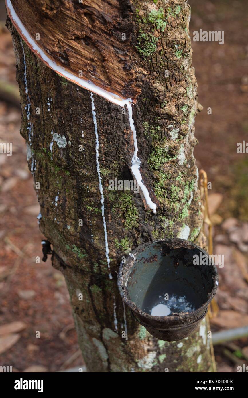 Weißes Latex läuft von Schnitten im Baumstamm auf einer Kautschukplantage in der Nähe von Malacca, Malaysia Stockfoto