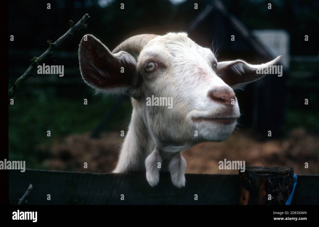 Kopf einer Ziege schaut über einen Zaun auf einem Kinderbauernhof Tanworth in Arden 1988 Stockfoto