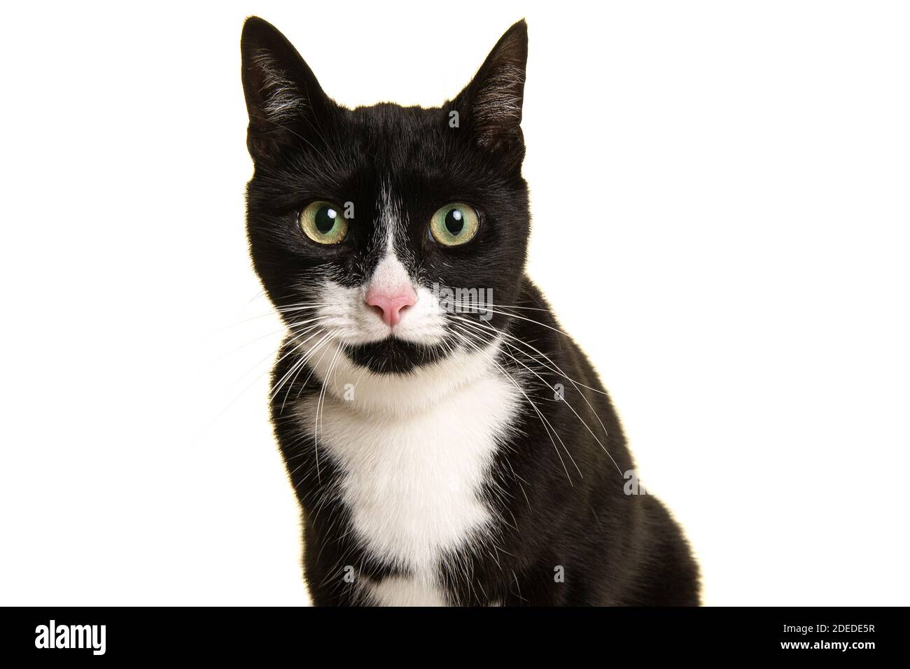 Portrait einer hübschen schwarz-weißen Katze, die sich nach vorne lehnt Blick direkt auf die Kamera isoliert auf weißem Hintergrund Stockfoto