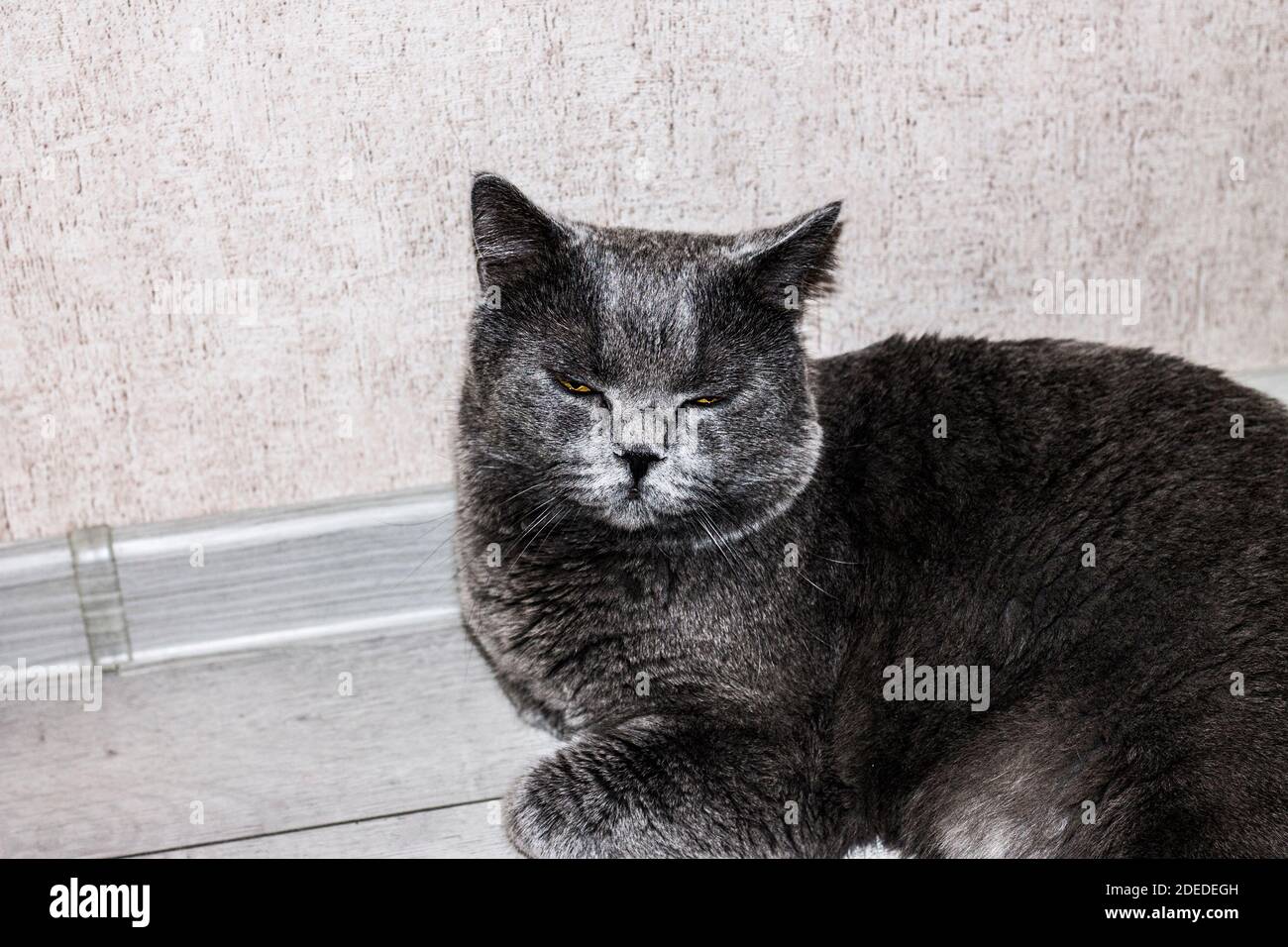 Graue britische Katze verengte seine Augen und liegt auf dem Boden Stockfoto