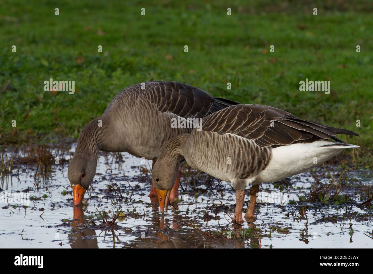 Rosa-Fuß-Gans. Anser brachyrhynchus. Zwei Erwachsene füttern in flachem Sumpf. England. VEREINIGTES KÖNIGREICH Stockfoto