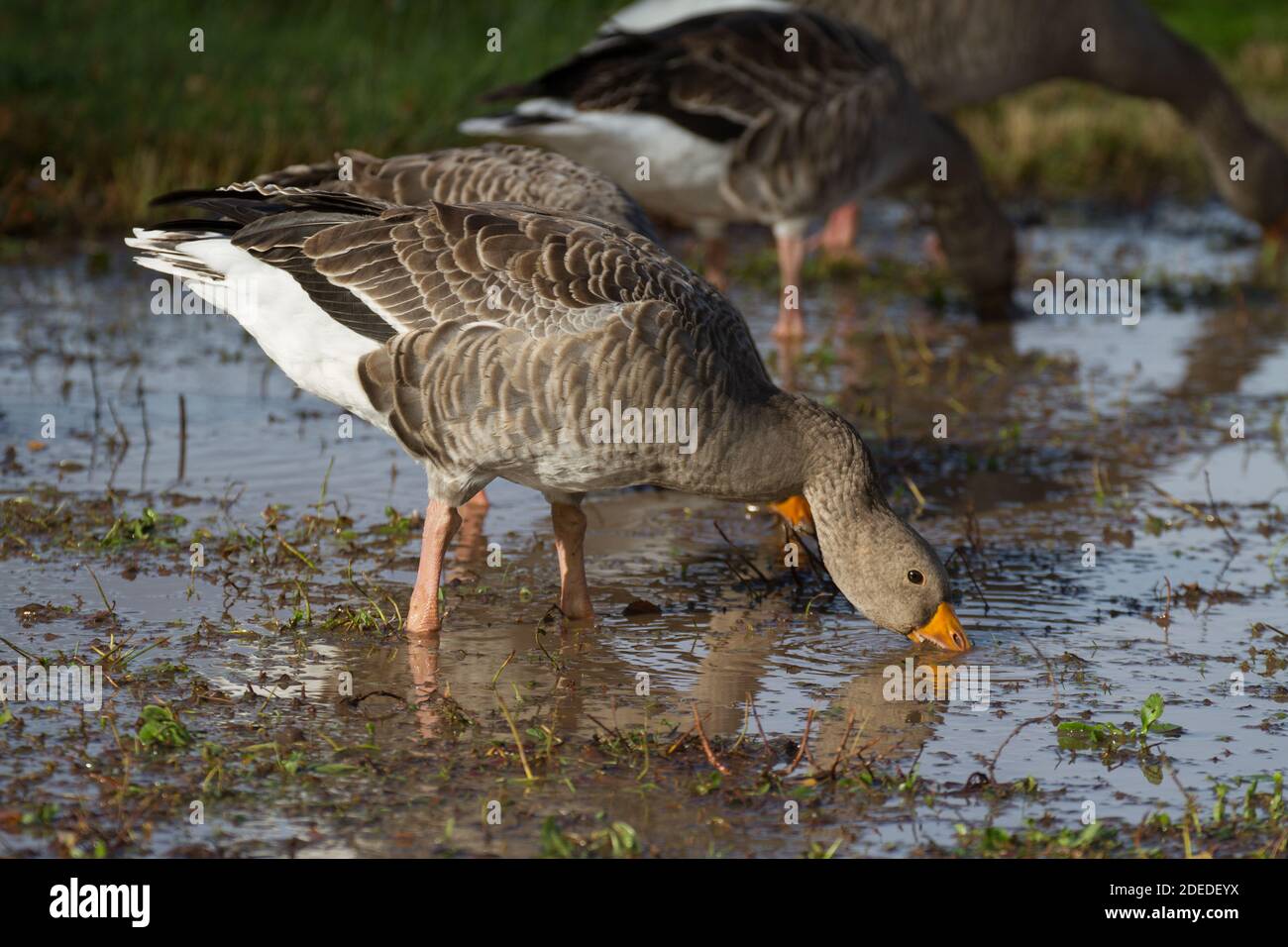 Rosa-Fuß-Gans. Anser brachyrhynchus. Kleine Herde füttert am Sumpfrand. England. VEREINIGTES KÖNIGREICH Stockfoto