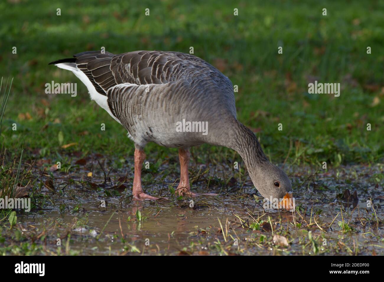 Pink-Footed Gans. Anser brachyrhynchus. Einzelne Erwachsene Fütterung am Rand des Sumpfes. England. Großbritannien Stockfoto