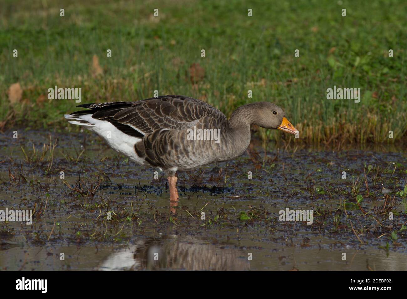 Rosa-Fuß-Gans. Anser brachyrhynchus. Alleinerziehender Erwachsener am Rande des Sumpfes. England. VEREINIGTES KÖNIGREICH Stockfoto