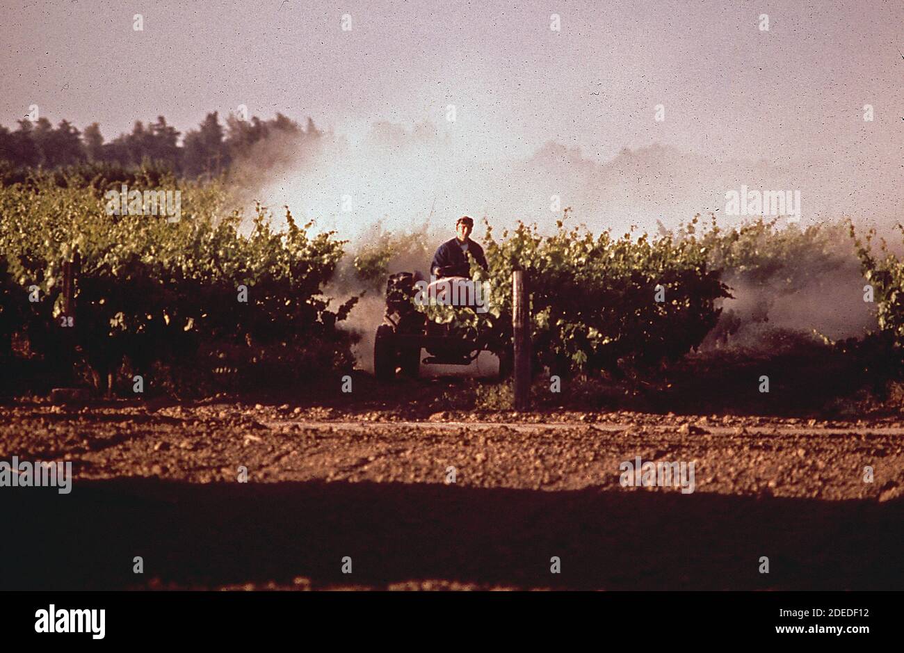 1970er Fotos (1972) - Weinreben bei Morgendämmerung besprühen Stockfoto