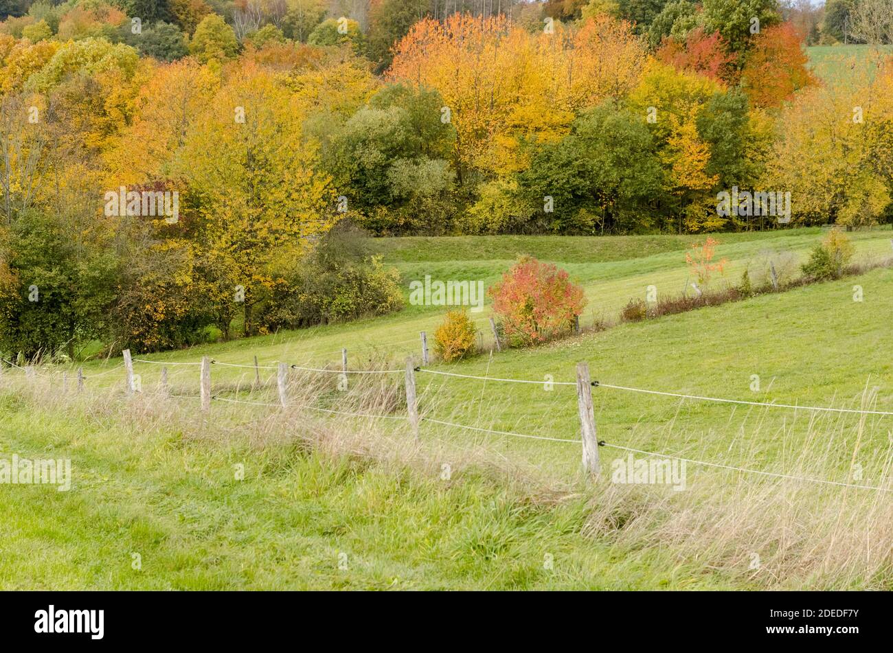 Herbstfarben im Wald, buntes Laub, Bäume im Wald in Deutschland, Westeuropa Stockfoto