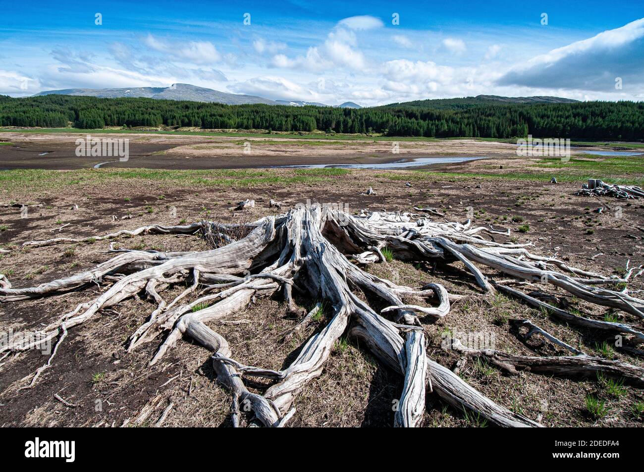 Die Wurzeln des Baumes auf dem alten Flutflugzeug, wo die excsive Wasserabholzung alle lebenden Bäume getötet hat. Stockfoto