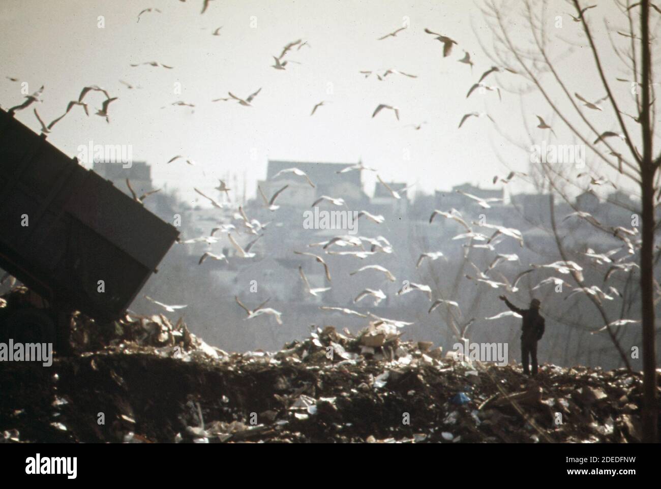 1970er-Jahre Foto - (1973) - Hackensack Dump ist Futterplatz für Möwen. Mit der Zeit wird diese Deponie Erholung für die Bewohner von Bergen County bieten, die jetzt als Mülldeponie dient Stockfoto