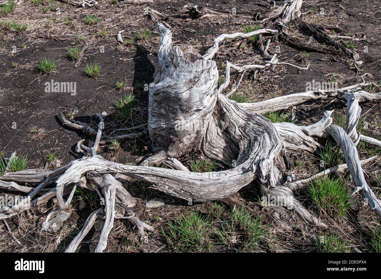 Die Wurzeln des Baumes auf dem alten Flutflugzeug, wo die excsive Wasserabholzung alle lebenden Bäume getötet hat. Stockfoto