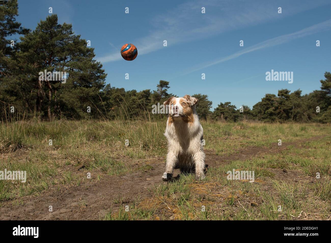 Verspielter australischer Schäferhund, der an einem sonnigen Tag einen Ball fängt Im Freien Stockfoto