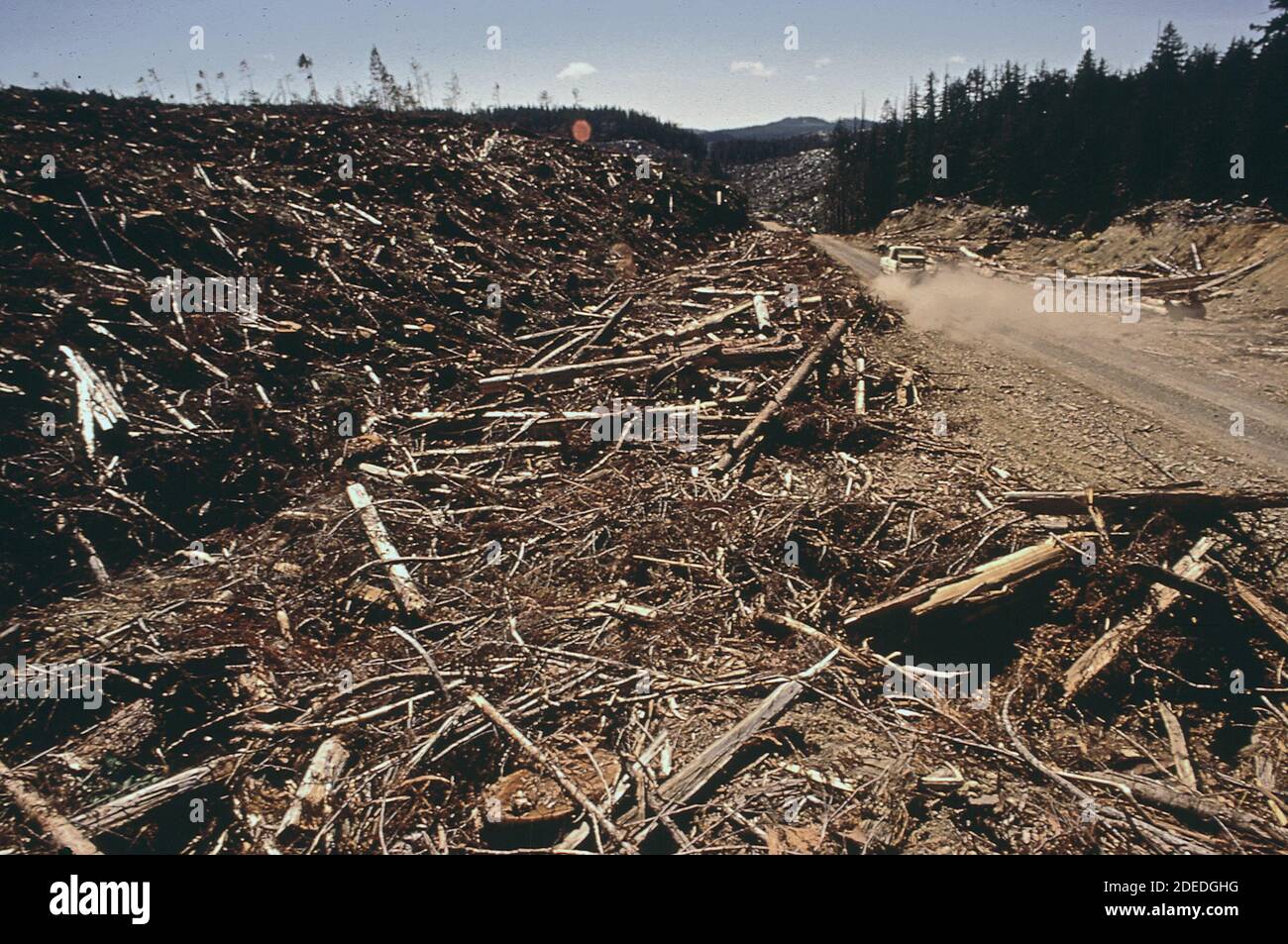 Fotos der 1970er Jahre (1972) - Zedernholzschnitt in der Tahala-Einheit des indianerreservats Quinault. Die indianer behaupten, dass diese Art des Schneidens unnötig und verschwenderisch ist; aber das Bureau of Indian Affairs beharrt darauf, dass es die einzige Möglichkeit ist, diese Art von Wald zu verwalten Stockfoto