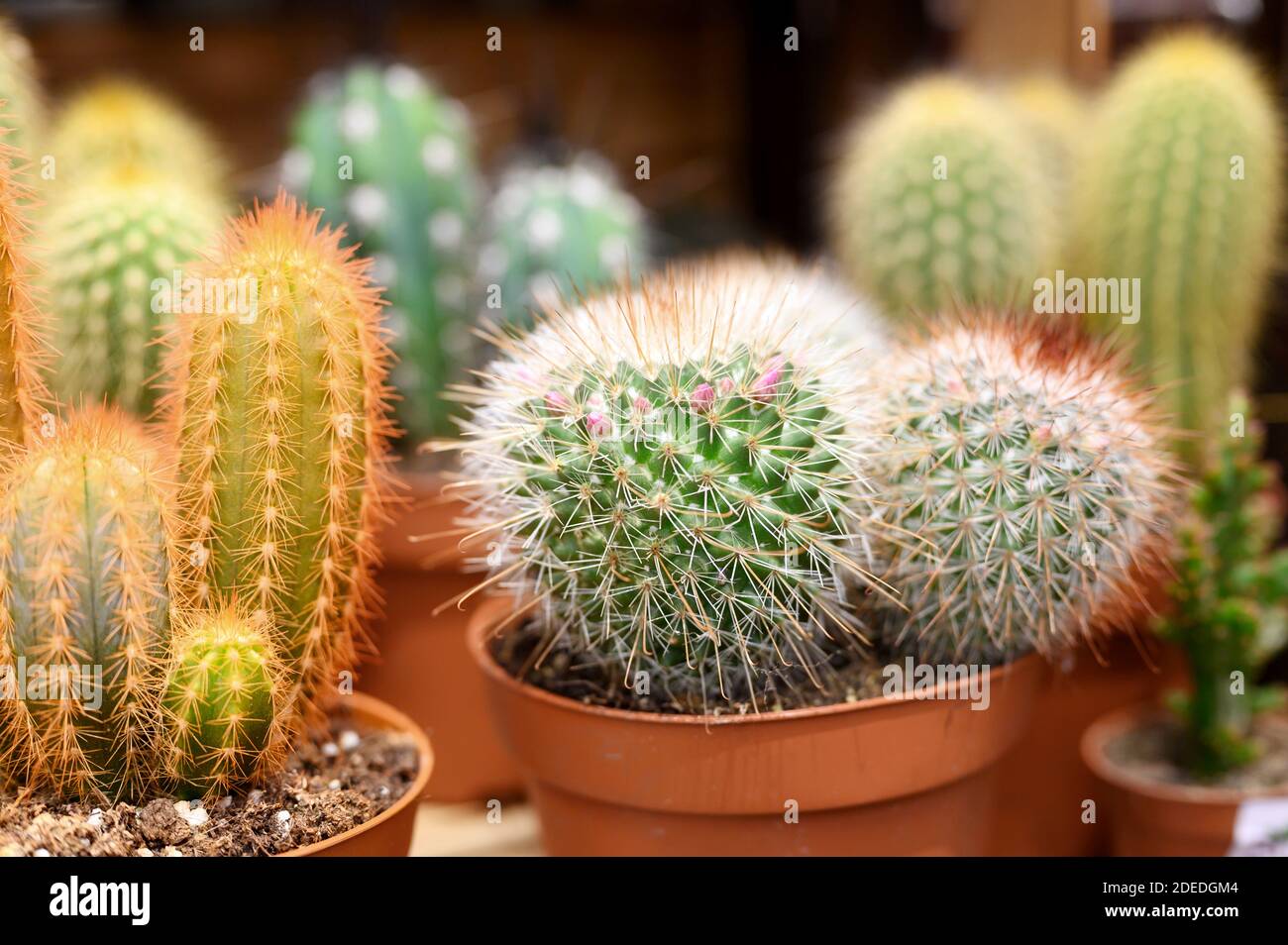 Gruppen Kakteen in Töpfen in einem Blumenladen Stockfoto