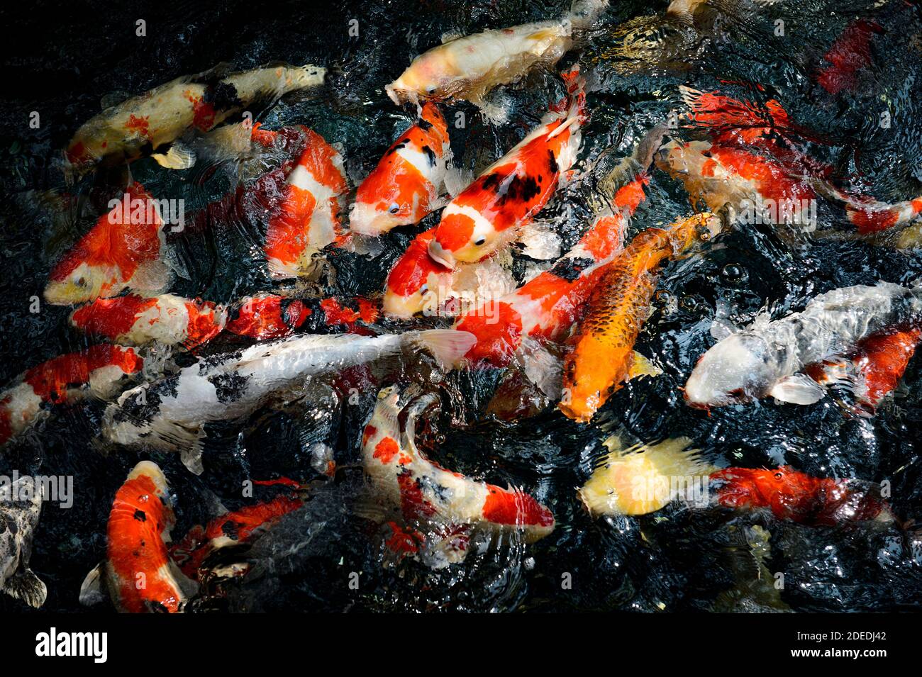 Fischteich im senso ji tempel Fotos und Bildmaterial in hoher