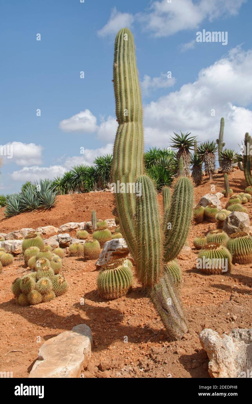 Saguaro Kakteen (Carnegiea gigantea) und Golden Barrel Kakteen (Echinocactus grusonii) im Botanischen Garten Botanicactus, Ses Salines, Mallorca. Stockfoto