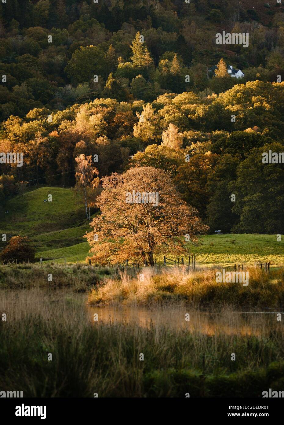 Blick auf den Fluss Brathay und goldenes Morgenlicht auf Bäumen im Herbstwald zwischen Elterwater und Skelwith Bridge in Langdale, Cumbria Stockfoto