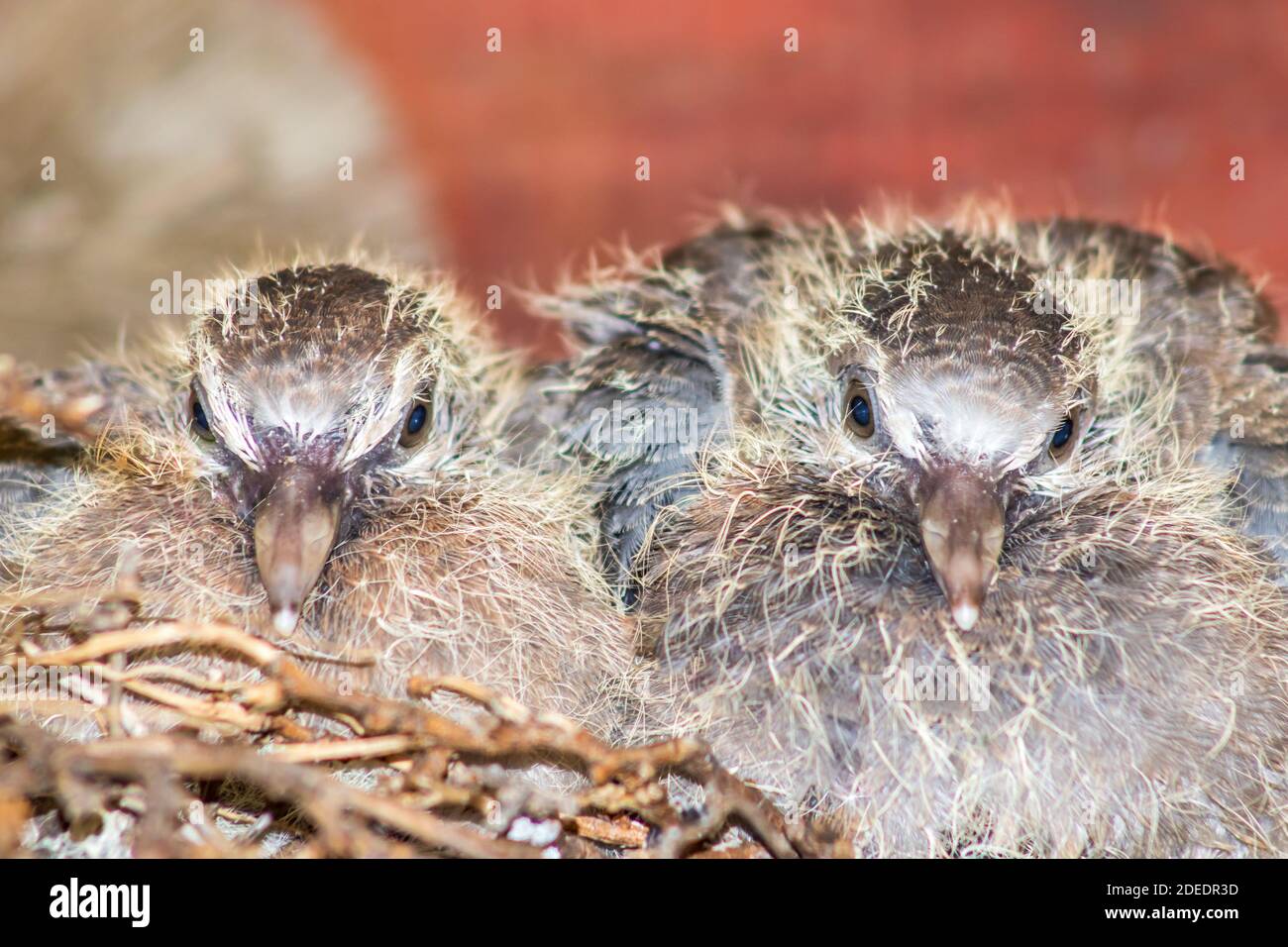 Zwei Baby lachende Tauben (Spilopelia senegalensis) in ihrem Nest, Kapstadt, Südafrika Stockfoto