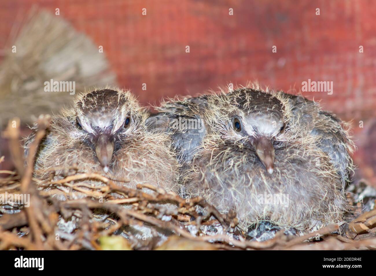 Zwei Baby lachende Tauben (Spilopelia senegalensis) in ihrem Nest, Kapstadt, Südafrika Stockfoto