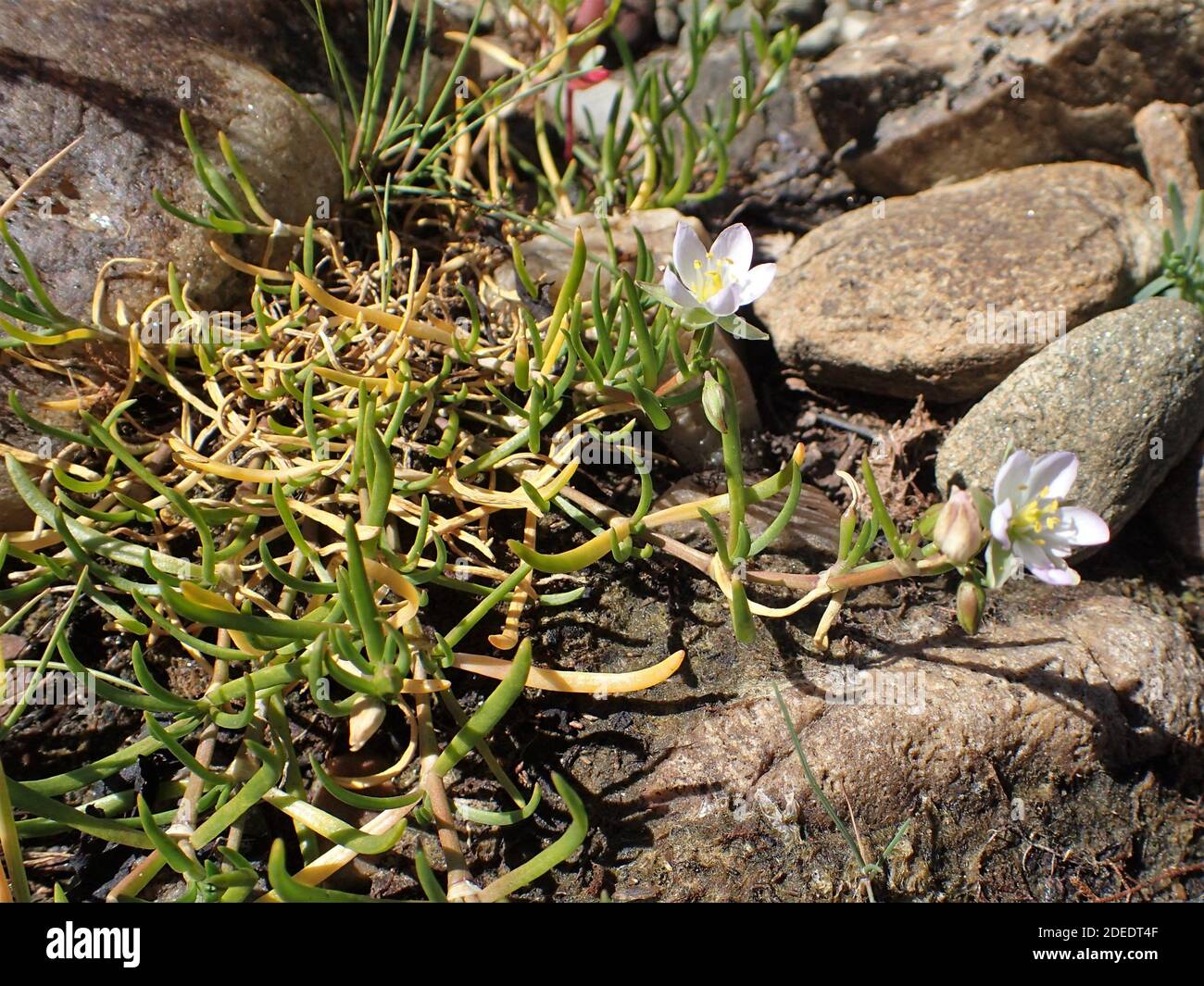 Meer Spörgel Stockfoto