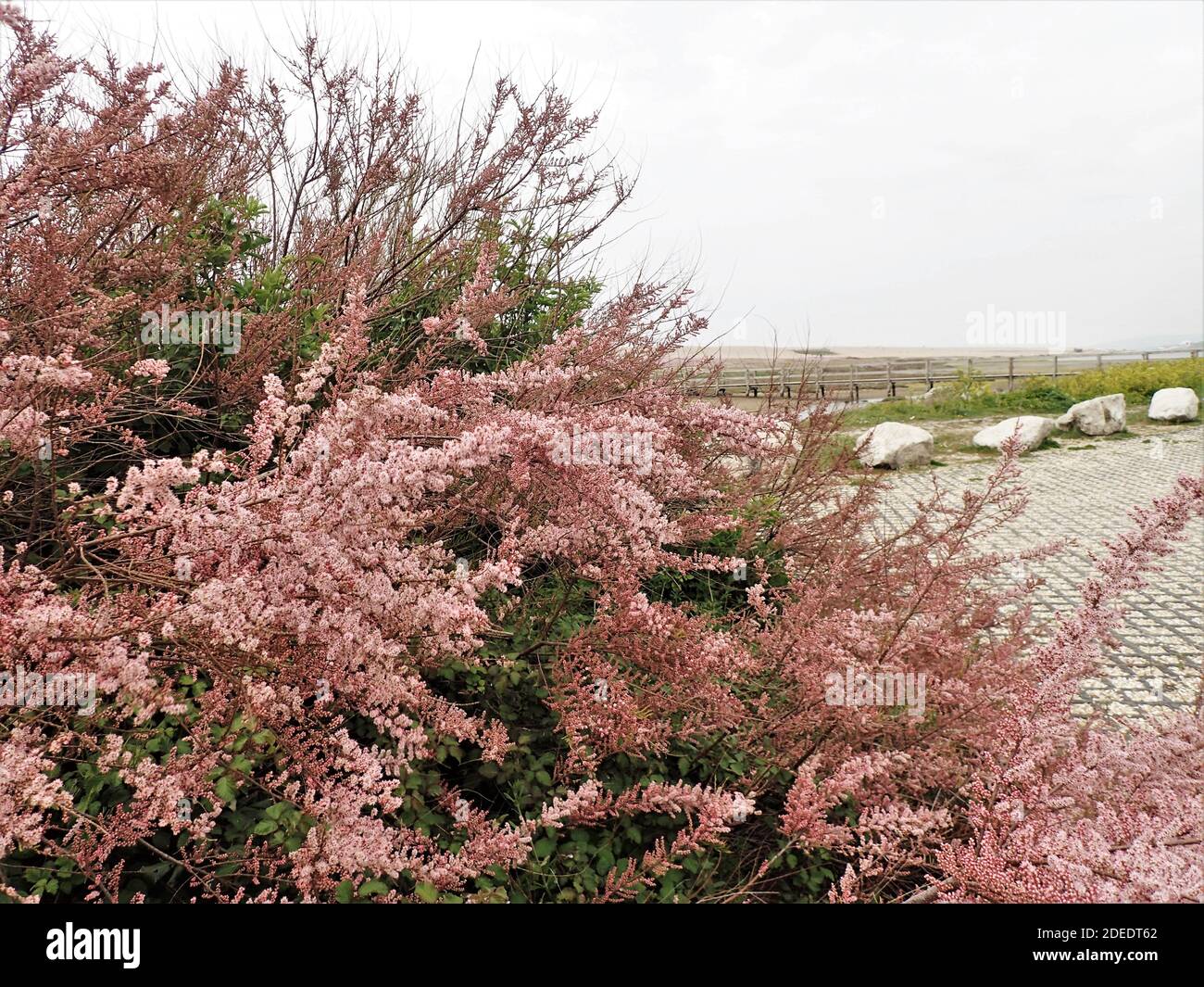 Tamarisk wächst im Besucherzentrum Parkplatz, Chesil Bank Stockfoto