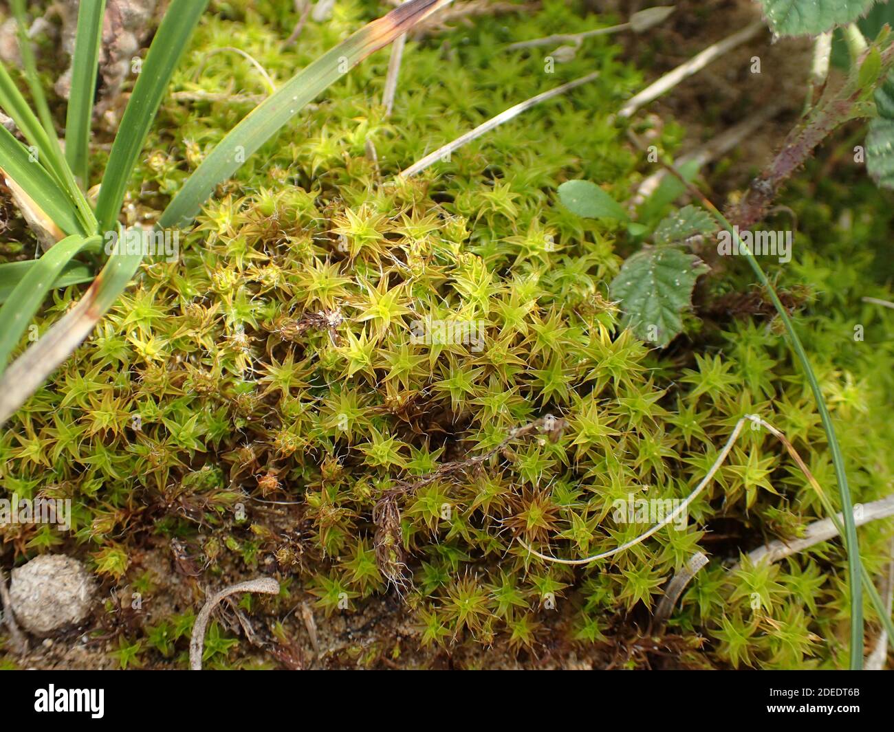 Tortula, Sanddünenmoos Stockfoto