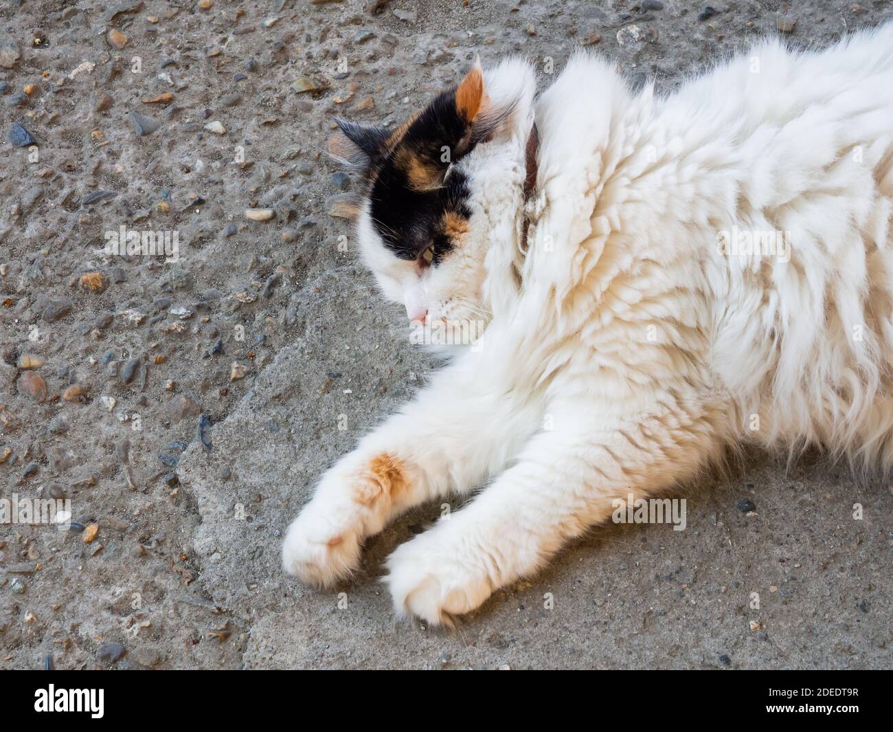 Eine flauschige Tricolor Katze in einem Kragen liegt auf dem Asphalt draußen. Nahaufnahme Stockfoto