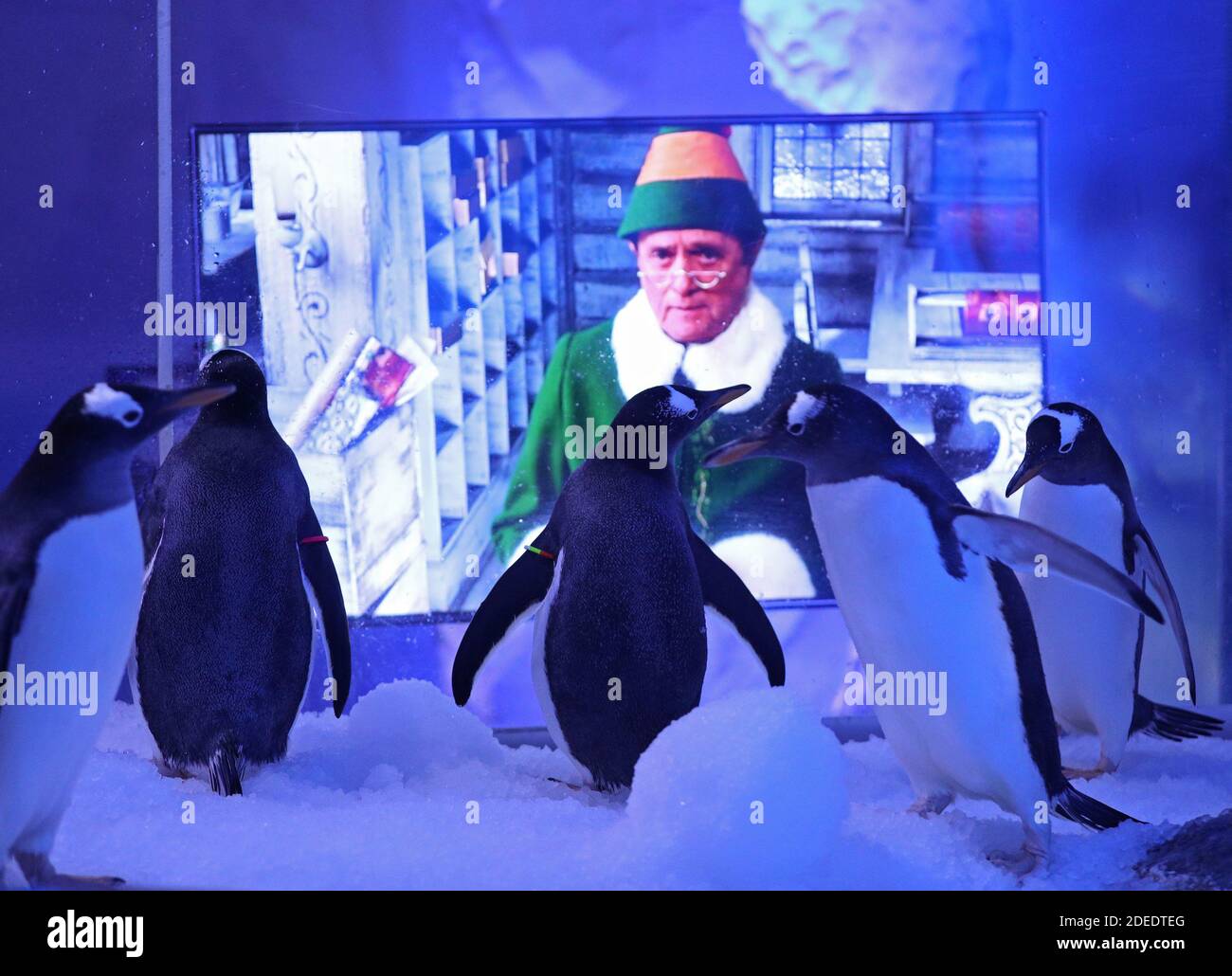 ERNEUTE ÜBERTRAGUNG (Löschen des Zentrums im Namen des Veranstaltungsortes). Gentoo-Pinguine sehen Weihnachtsfilme im SEA LIFE London Aquarium. Stockfoto