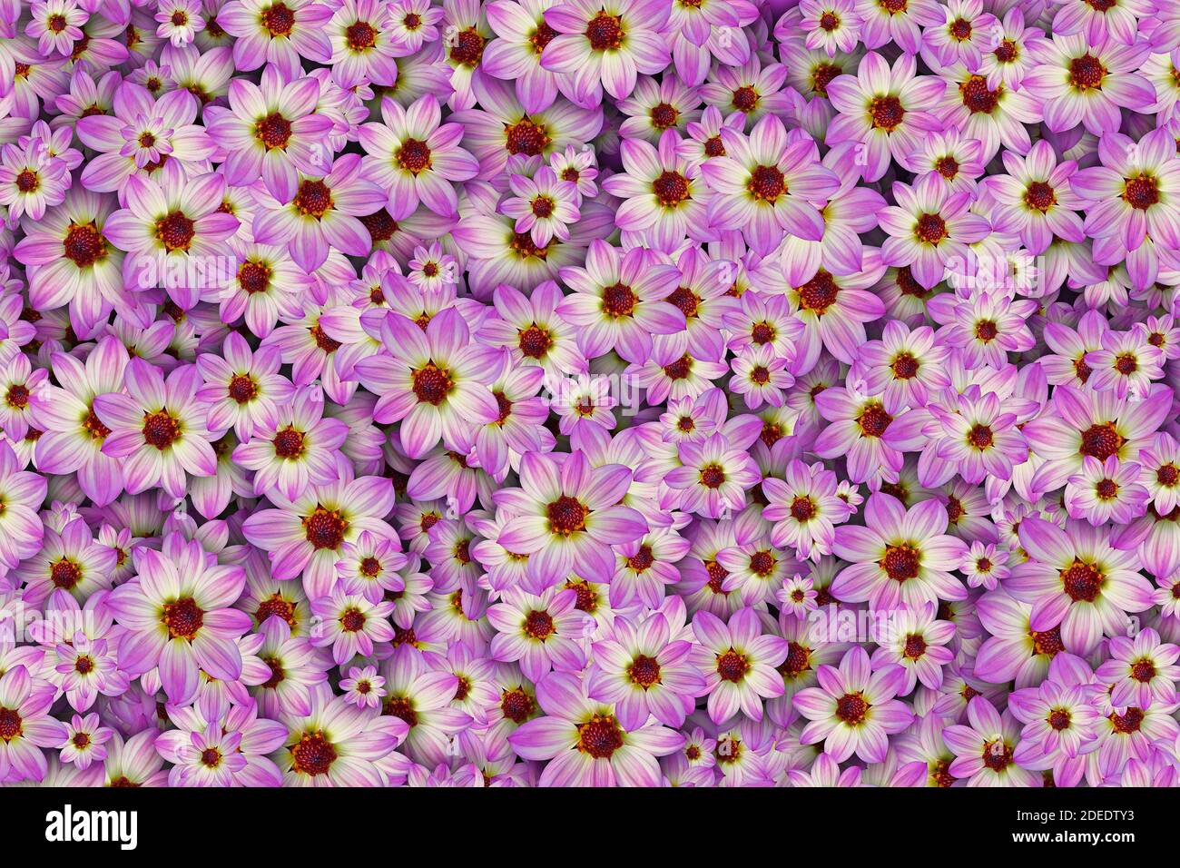 Floraler Hintergrund einer Masse von rosa und weißen Dahlien Blumen Stockfoto