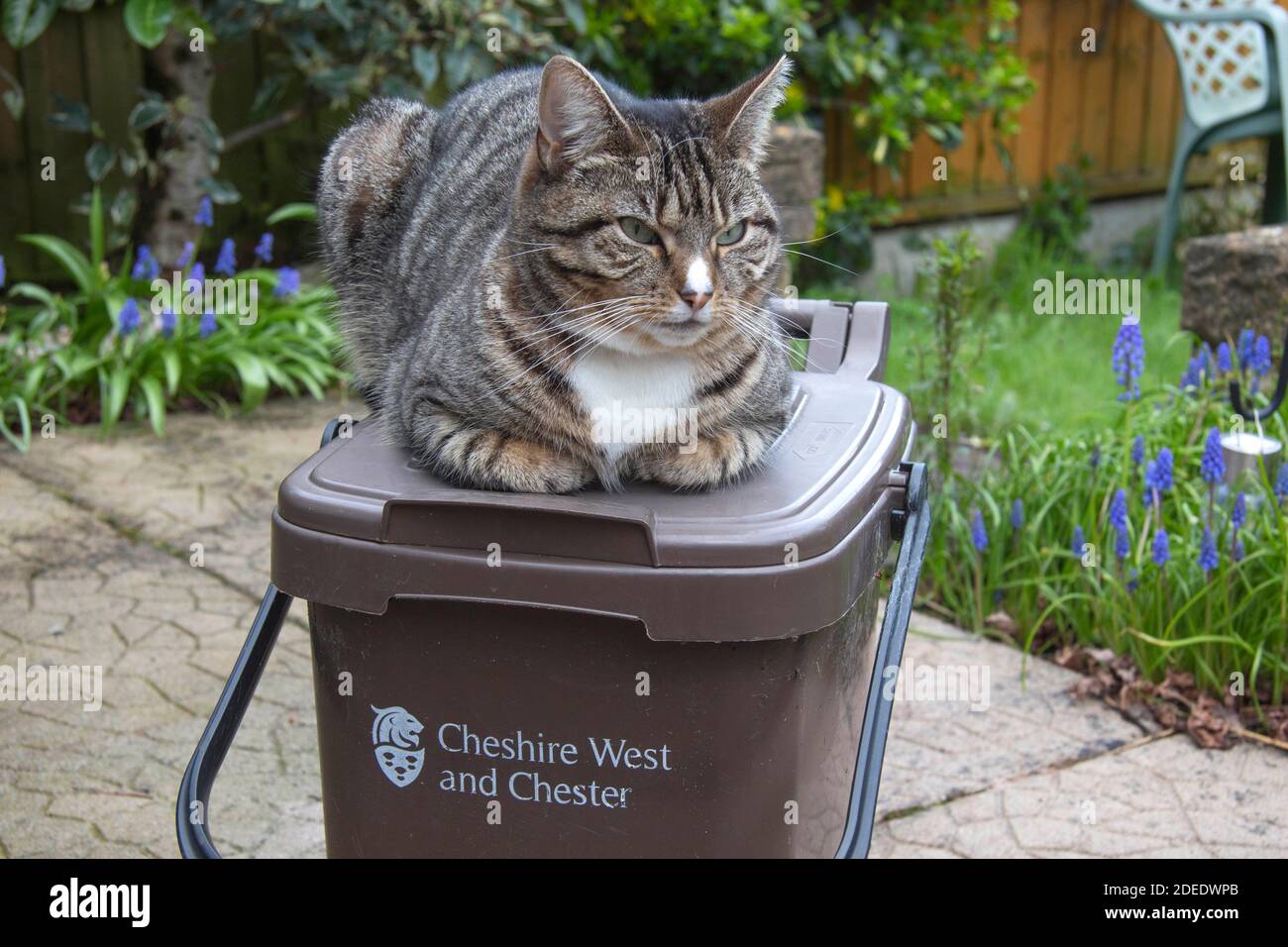 Tabby Katze entspannen auf 'Cheshire West und Chester' bin in Schöner Garten Stockfoto