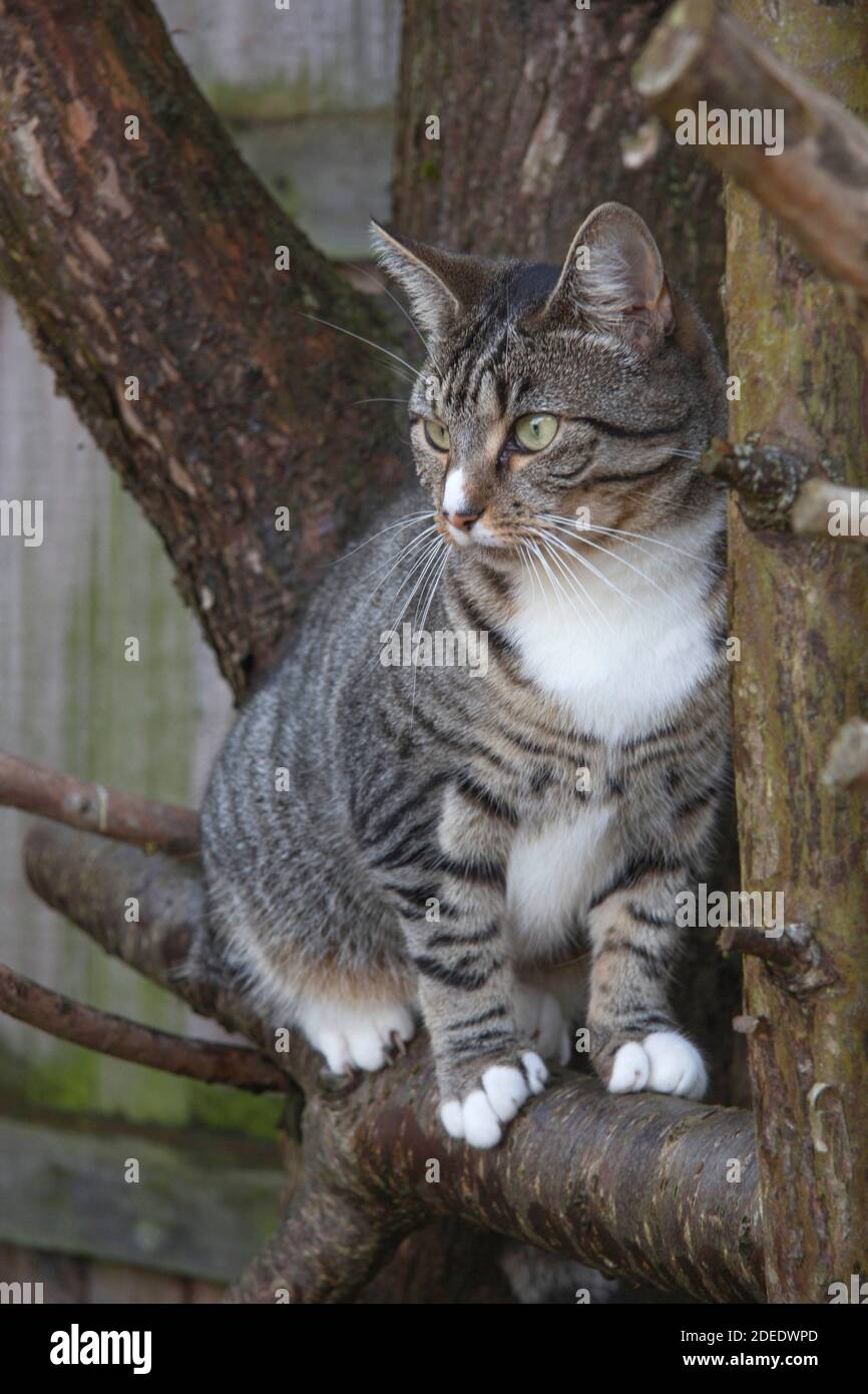 Tabby Kitten sitzt auf einem Ast Stockfoto