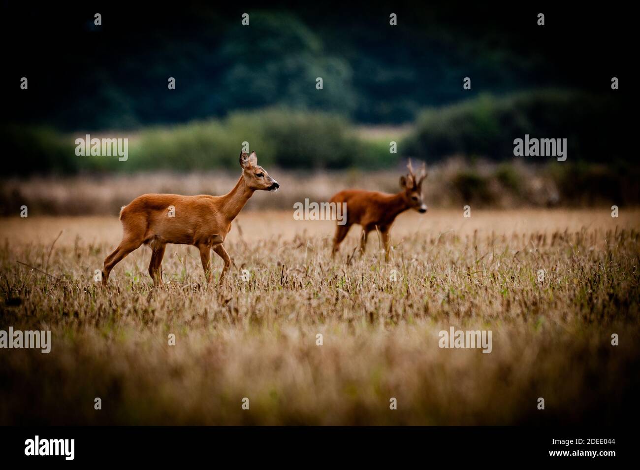 Schöne Hirsche in der Wildnis. Vor der Jagd begann Stockfoto