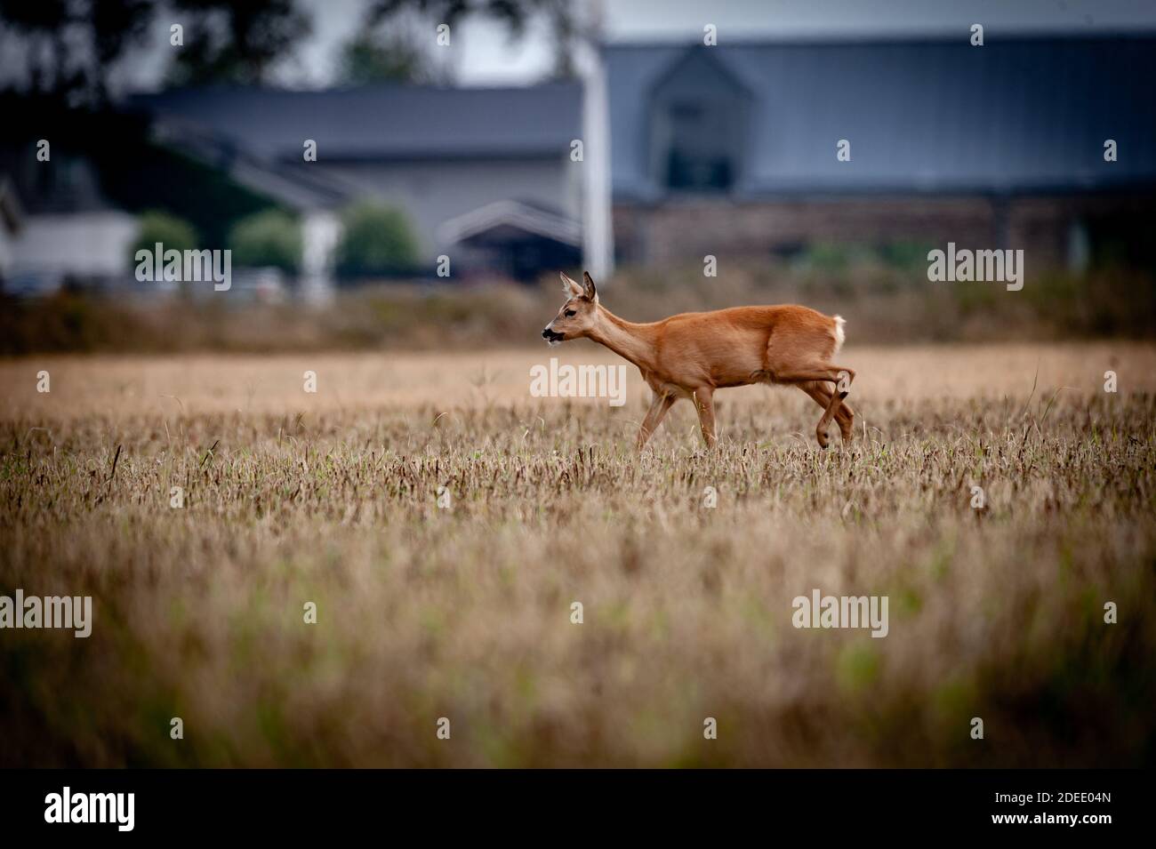 Schöne Hirsche in der Wildnis. Vor der Jagd begann Stockfoto