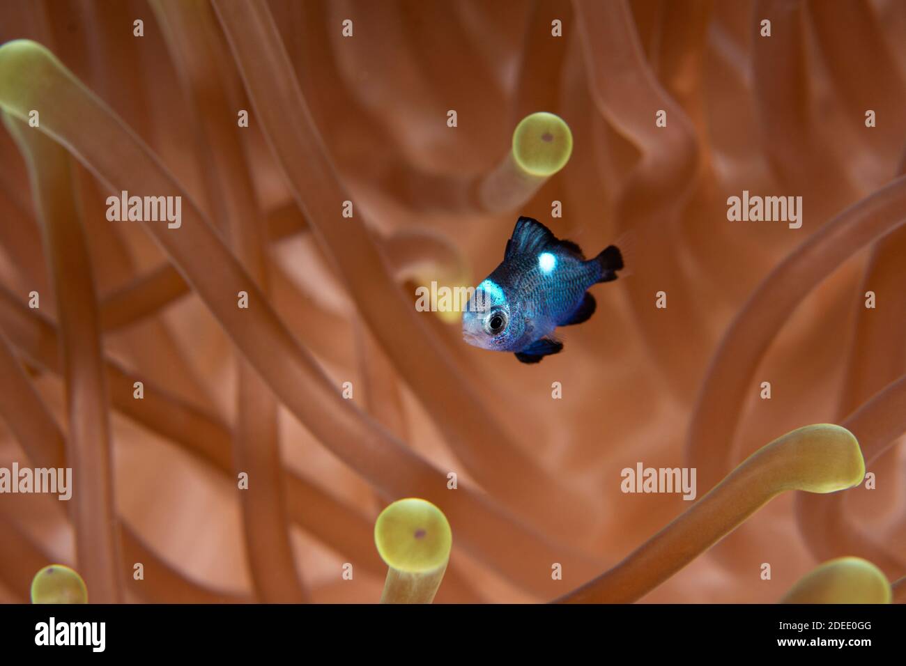 Nemo City - eine Auswahl von Bildern, die auf einer Reise zum Roten Meer, Ägypten aufgenommen wurden. Eingebettet in die Anemonen waren Clown Fish und Three Spot Dascyllus. Stockfoto